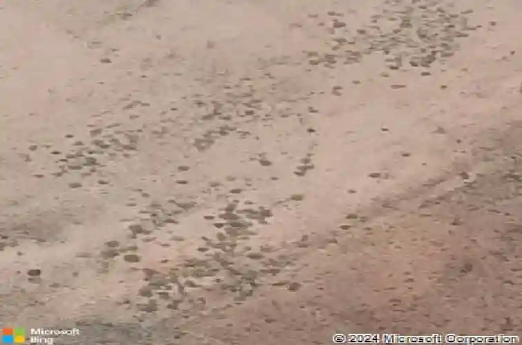 2118 gulfstream, prescott,  AZ 86301